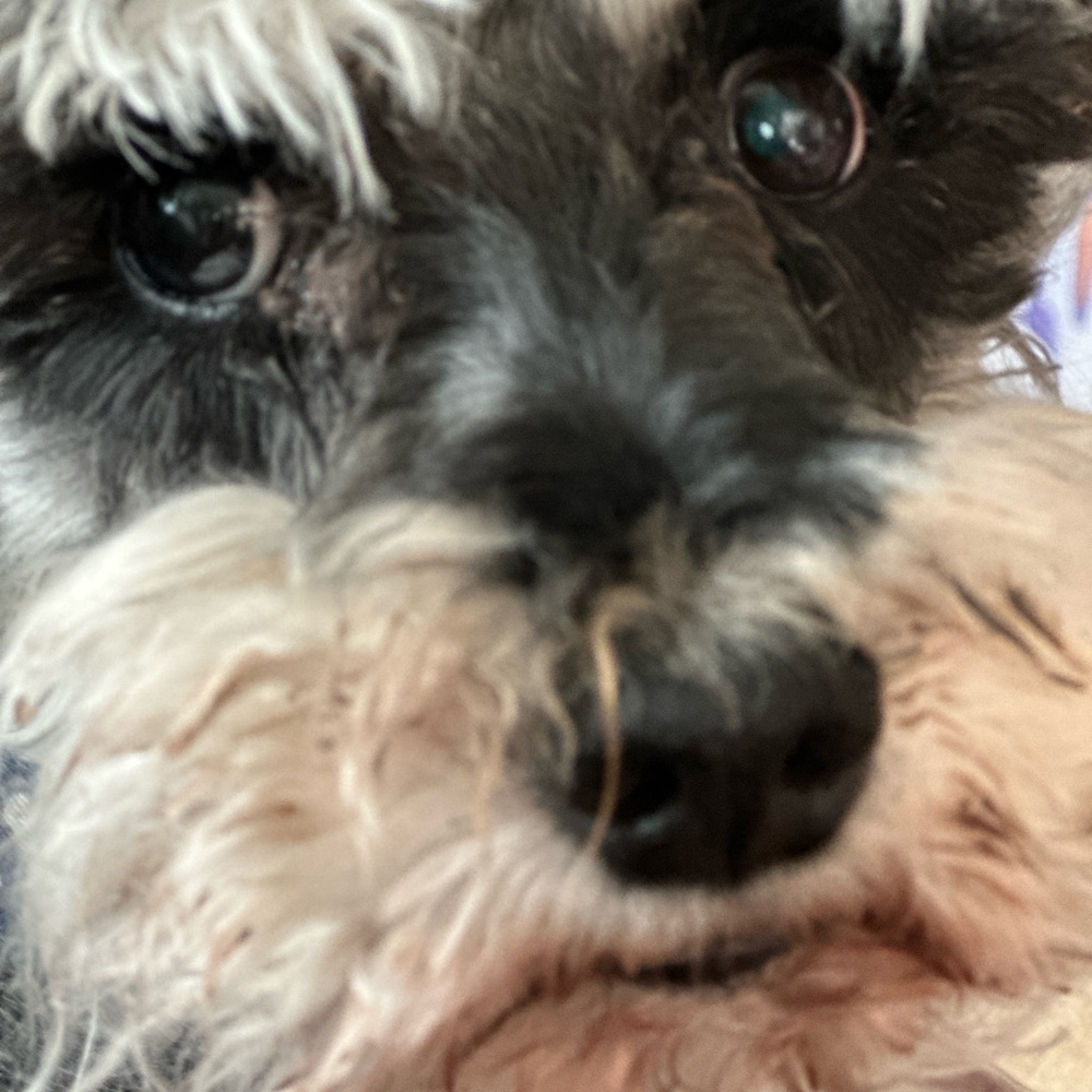 Please help me get 1000 likes by June 12th! Please share if U liked it before Ty - Picture 12 of 16